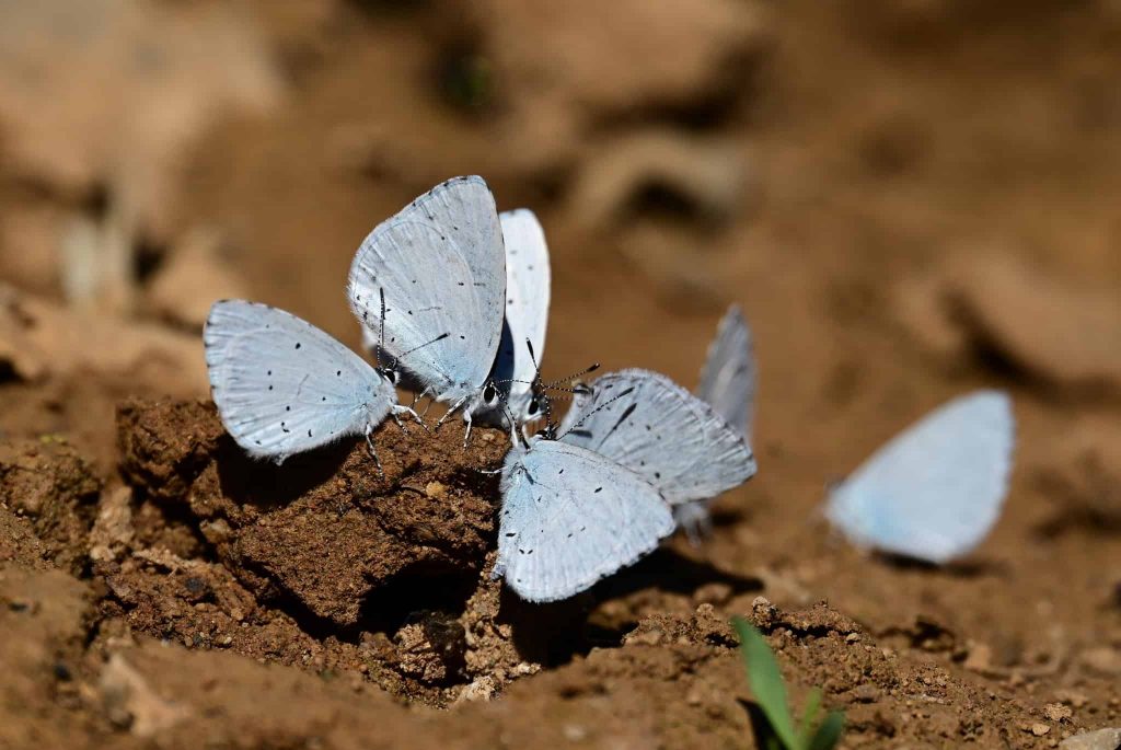 תכול כנף קיסוסי. צילום: אוריאל לוי, iNaturalist